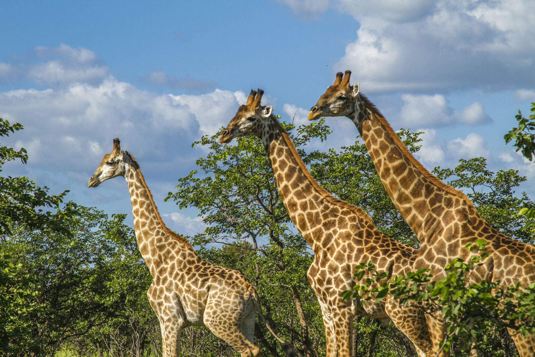Giraffes